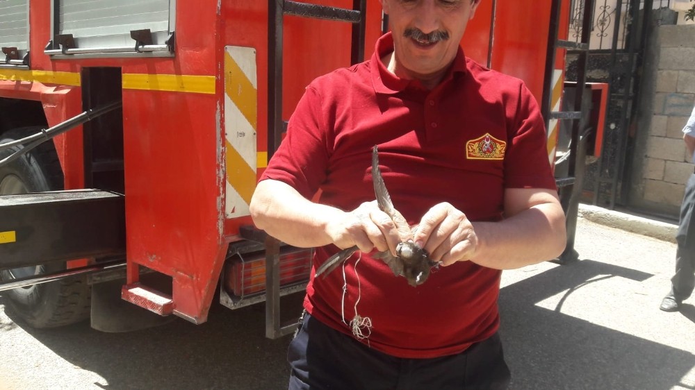 İpe takılan ebabil kuşu kurtarıldı 