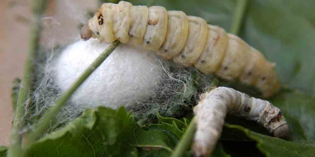 İpek böceği nasıl ipek üretir?