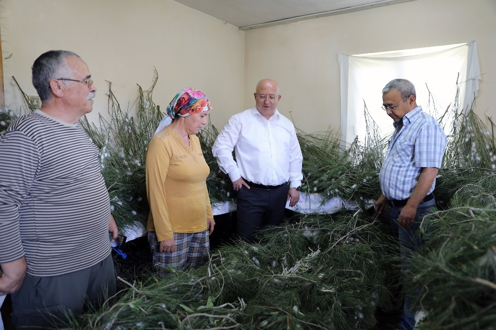İpek böcekçiliği, kadın üreticilerin ellerinde canlanıyor 