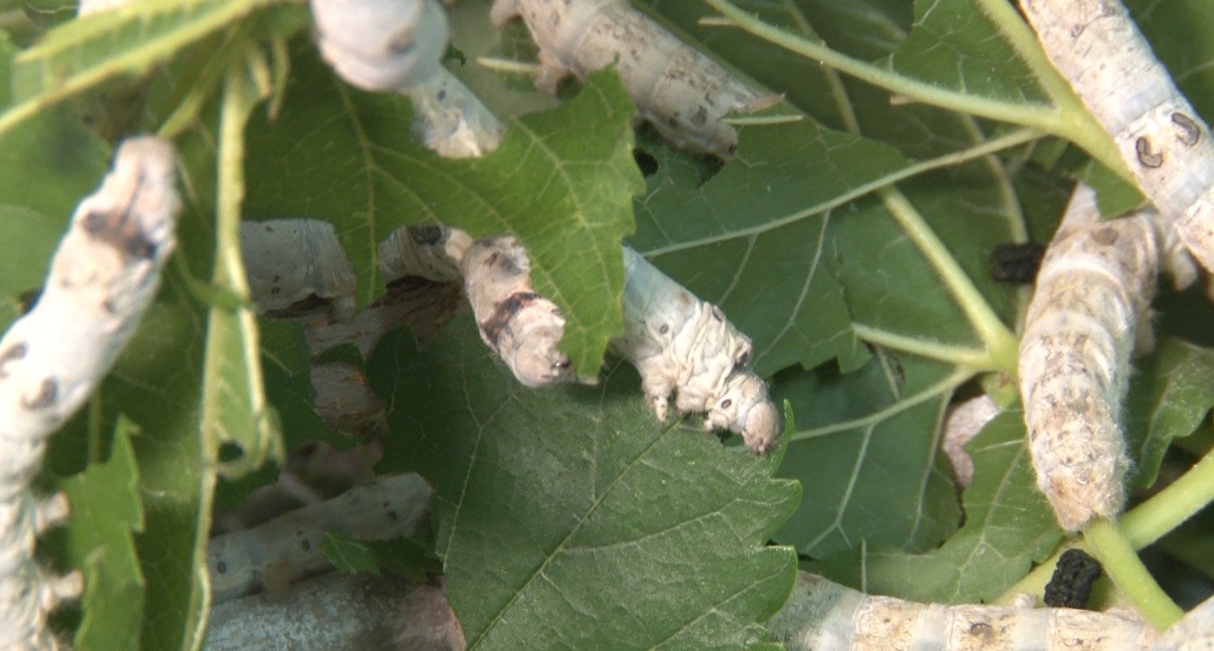 İpek böcekleri kozalarını örmeye başladı
