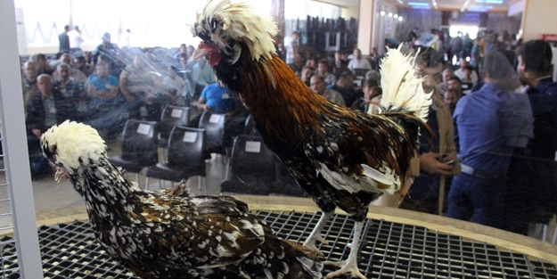 iPhone fiyatına tavuk satıldı