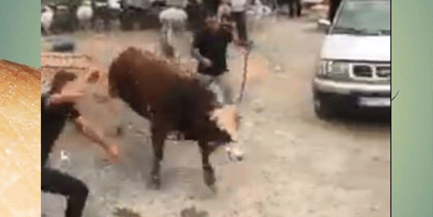 İpini koparan boğa Hopa'da kurban pazarını birbirine kattı