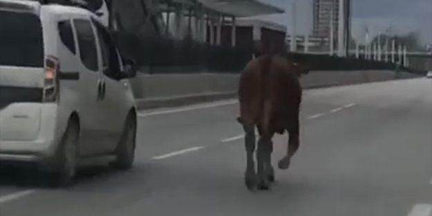 İpini koparıp trafiği birbirine kattı