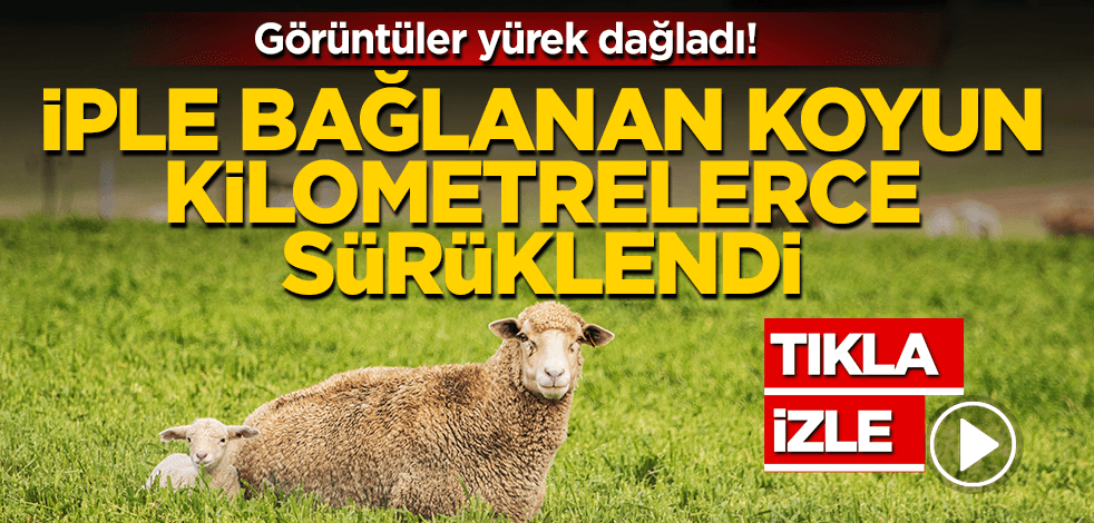 İple bağlanan koyun, kilometrelerce sürüklendi! Görüntüler yürek dağladı