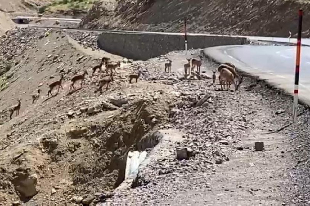 Irak sınırında dağ keçisi sürüsü görüntülendi