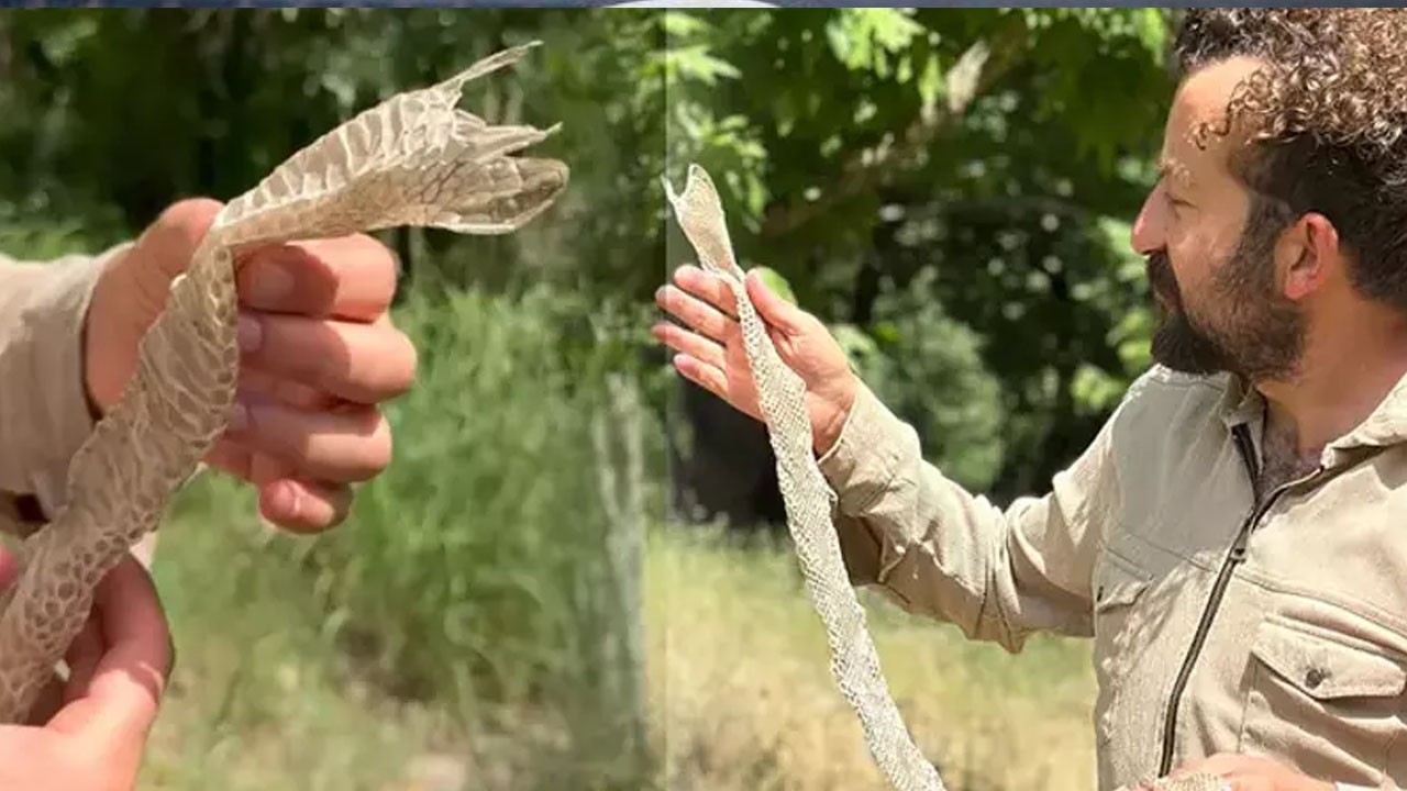Irak sınırında şaşkına çeviren şok keşif: En zehirli yılan derisi bulundu! Bir ilke imza attı!