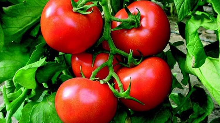 Irak'ın domates kararından etkilenmeyeceğiz