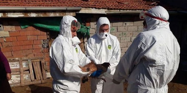 Komşuda yeni salgın patladı... On binlercesi telef edildi