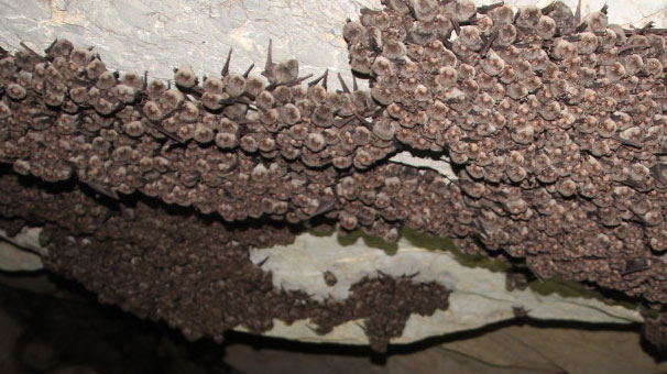 İran'da başladı, Türkiye'de yayıldı!