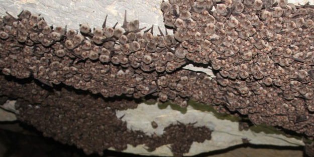 İran'da başladı, Türkiye'ye de sirayet etti! Uzmanlar uyarıyor