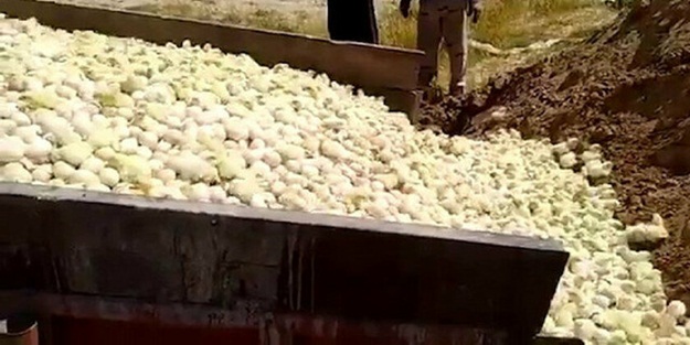 İran’da yüz binlerce civciv itlaf edildi