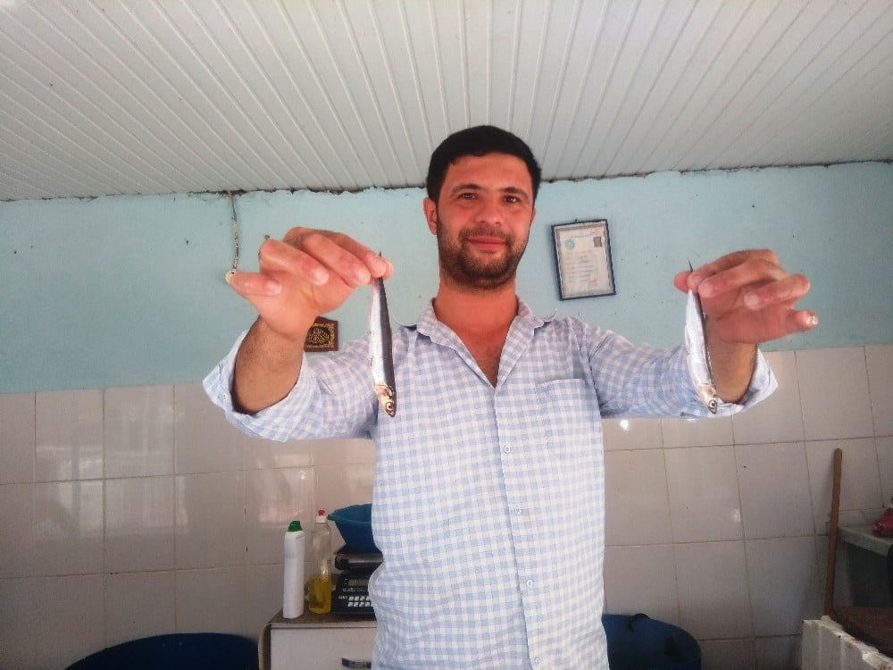 İri Hamsi balıkçıların ve vatandaşların yüzünü güldürdü 