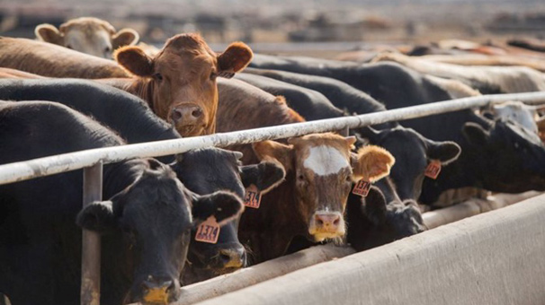 İrlanda'dan 2 bin sığır daha yola çıkıyor!