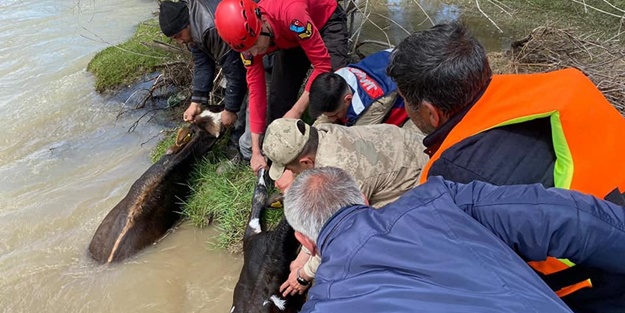 Irmakta mahsur kalan hayvanlar, JAK ve AFAD ekiplerince kurtarıldı