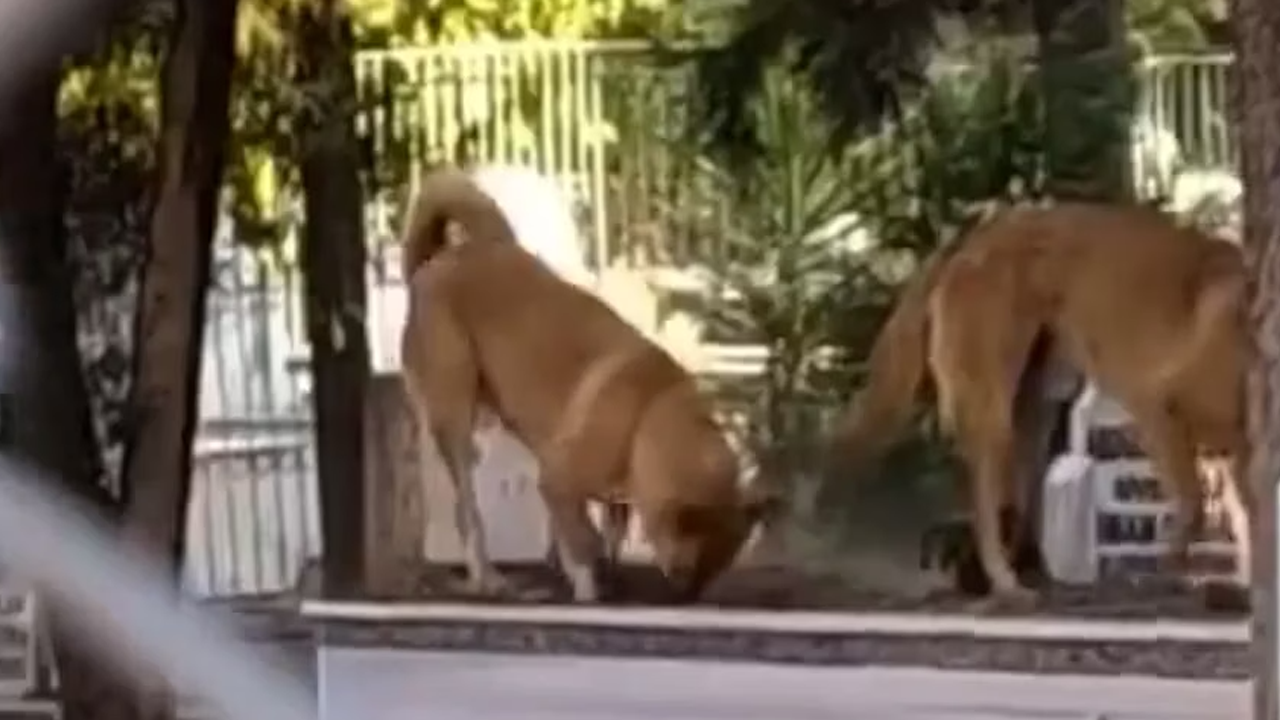 İş çığırından çıktı: Sokak köpekleri mezar kazarken yakalandı!