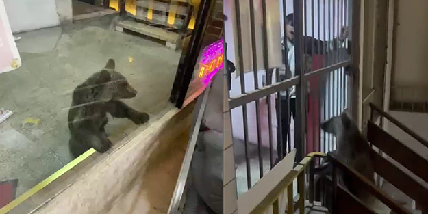 İş hanına giren ayı esnaflara saldırdı! Korku dolu anlar kamerada
