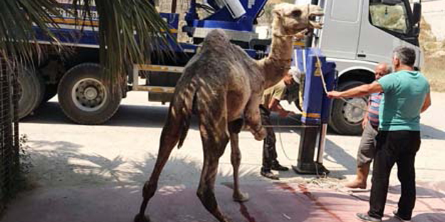 İş kadını ‘Bunu yaparsam deve keseceğim’ dedi… Kesti!