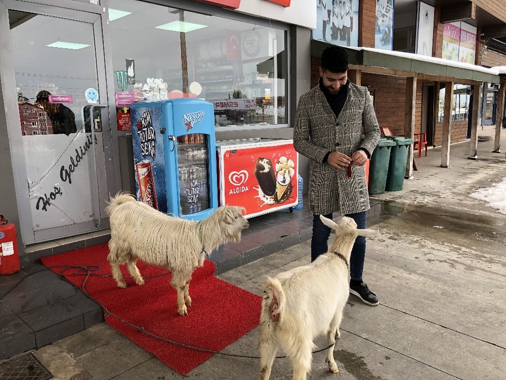 İş yerinde iki keçi besliyor 