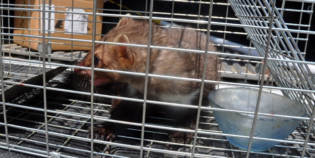 İş yerine giren sansar yakalanarak doğaya salındı