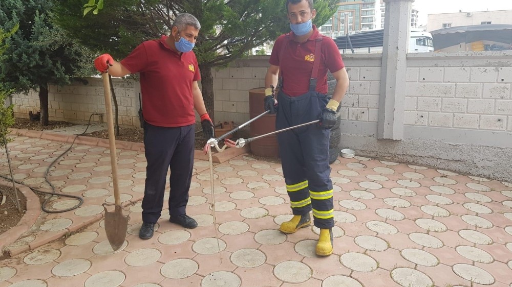 İş yerine giren yılan yakalandı 