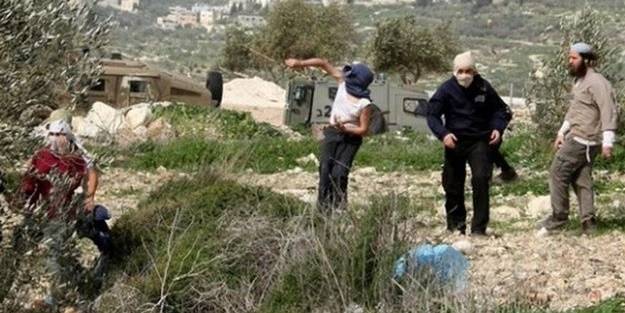 İşgalci siyonist teröristlerden alçak saldırı! Yüzlerce zeytin ağacını söktüler
