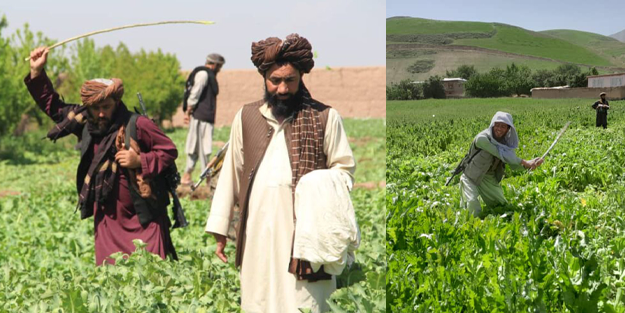 İşgaller sonrası Afganistan İslam Emirliği'nin uyuşturucuyla mücadelesi