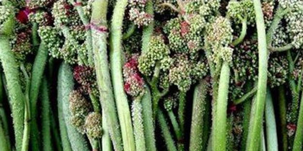 Işgın kanser hücrelerini öldürüyor! ABD'nin Üniversitesi yapılan çalışma doğrultusunda teyit etti