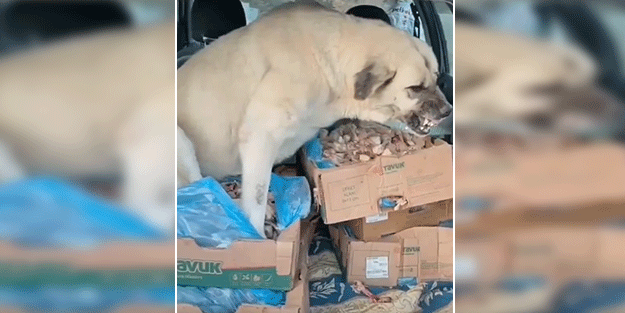 İşi gücü bırakan Türkiye başıboş köpekleri tartışıyor! İşte mama lobisinin zararsız dediği hayvanlar