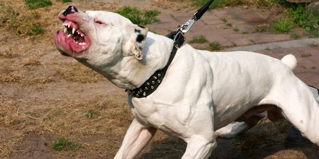 İşin altından yine İngilizler çıktı... Pitbullar nasıl bu kadar vahşileşti?