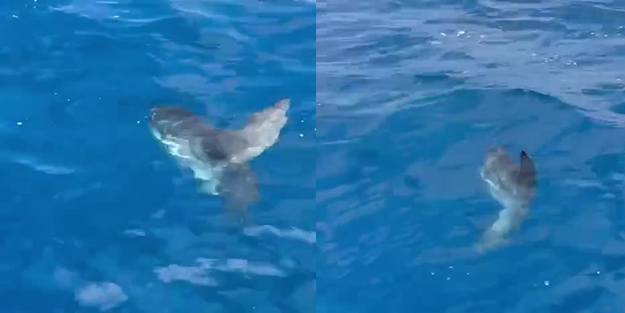 İşin aslı başka çıktı! Denizde görünce şaşkına döndüler