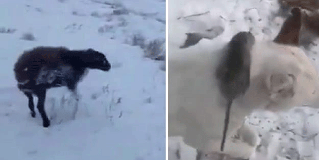 Isınmak isteyen fare köpeğin boynunda dondu kaldı! Görüntüler sosyal medyada viral oldu