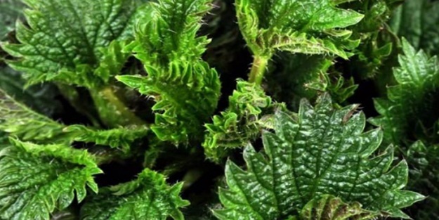 Isırgan otu aşırı susamayı engelliyor