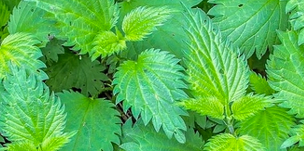 Isırgan otu hangi hastalıklara iyi gelir?