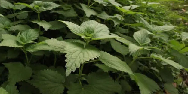 Isırgan otu hangi hastalıklara iyi gelir?