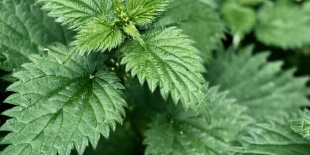 Isırgan otu suyunun faydaları nelerdir? İbn-i Sina'dan deva: Resmen tam şifa oldu! Çarpıcı detaylar