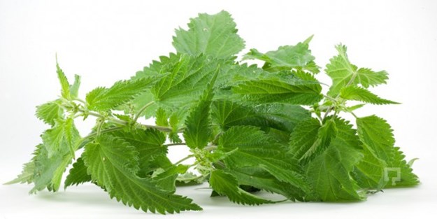 Isırgan otunun 8 faydası