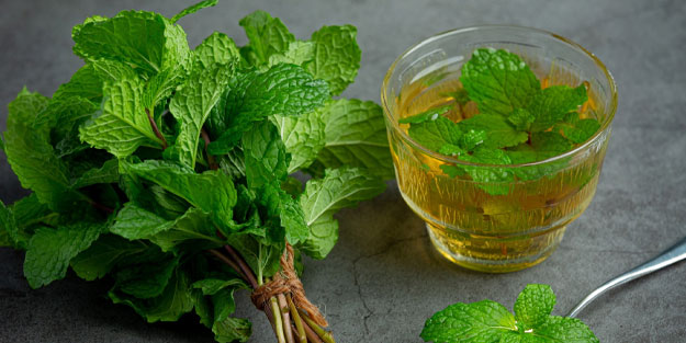 Isırgan otunun faydaları! Isırgan otu nelere iyi gelir, ısırgan otundaki mineraller ve vitaminler