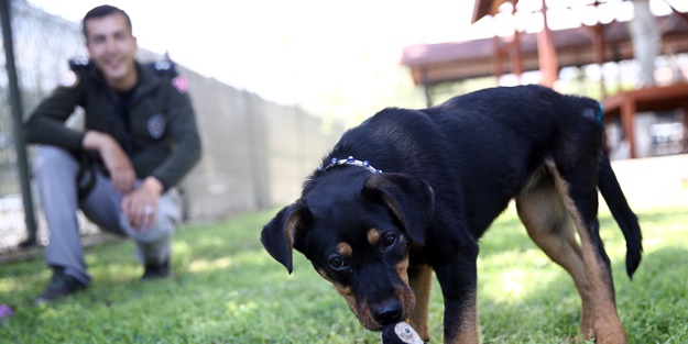 İşkence edilen yavru köpek artık emin ellerde