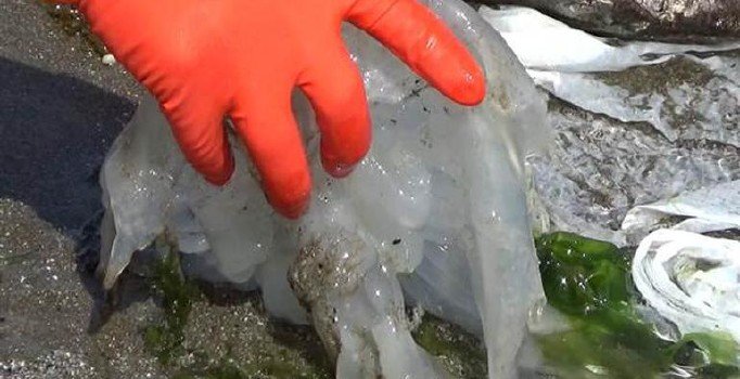 İskenderun sahilinde zehirli denizanası alarmı