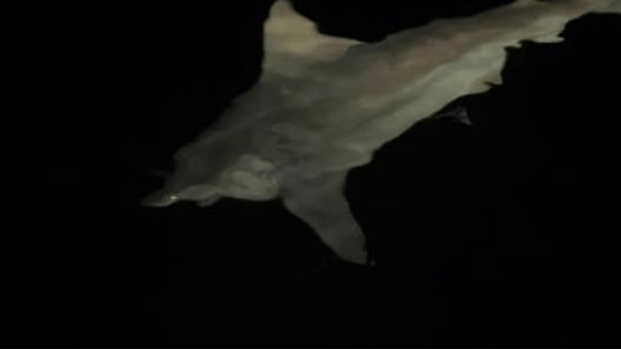 İskenderun'da oltaya köpek balığı takıldı!