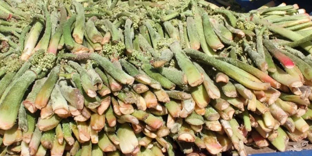 Işkın otu hücreleri yenileyip tansiyonla savaşıyor