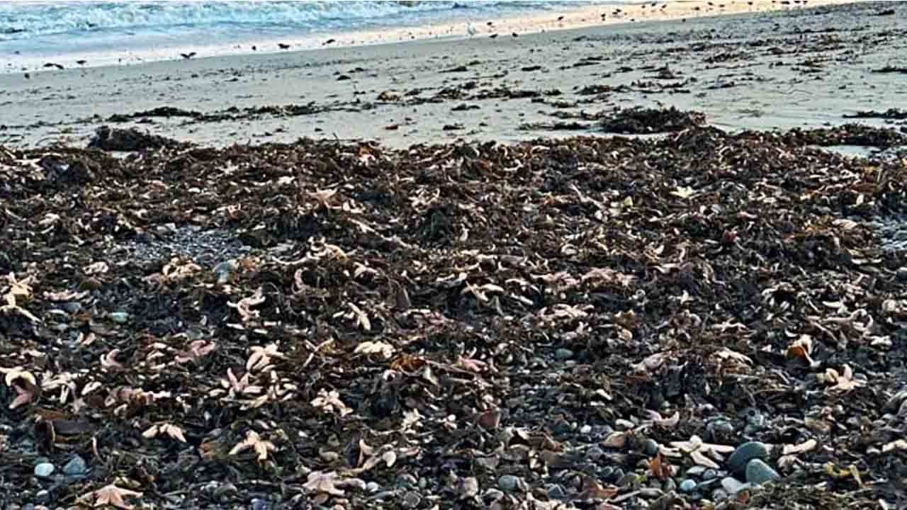 İskoçya’da binlerce denizyıldızı kıyıya vurdu
