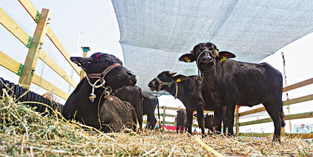 Islah projeleriyle yetiştiricilik şahlandı