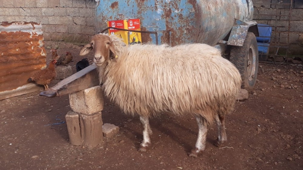İslahiye’deki hırsızlıkların failleri yakalandı 