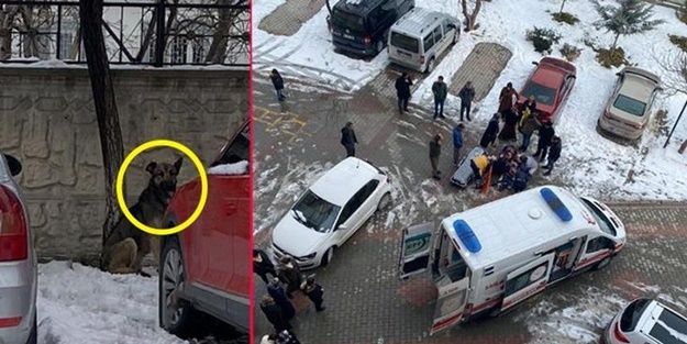 İslam başıboş hayvan tehdidi için ne diyor?