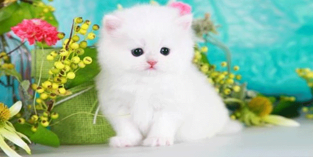 İslâm dininde kediler çok özel hayvanlardır! Peygamberimizin kedisinin adı...