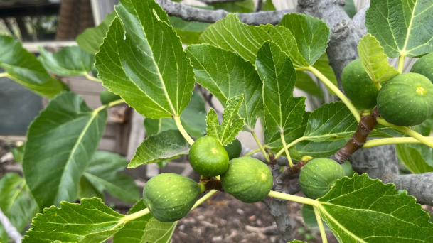 İslam karşıtı Sözcü gazetesi İmana(mı) geldi? "Kur’an-ı Kerim’de bile adı geçiyor"