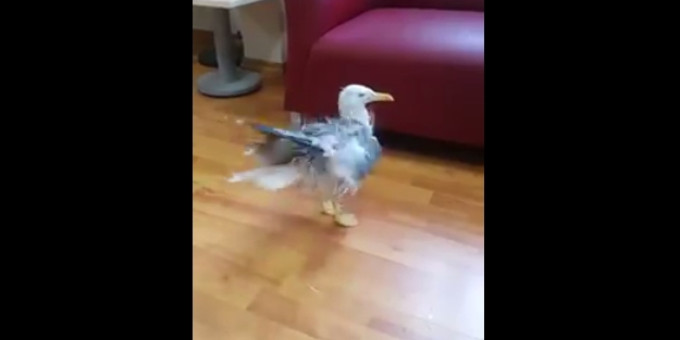 Islanan martı kurulanmak için bakın nereyi seçti!