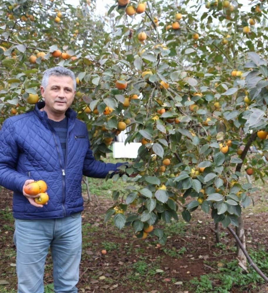 İsmi Trabzon hurması ama en çok başka yerlerde üretiliyor 