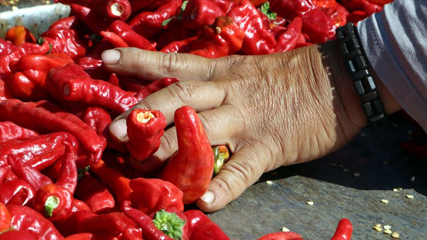 İsot üretiminde çalışan kadınlar Ekmeklerini 'acı'dan çıkartıyorlar